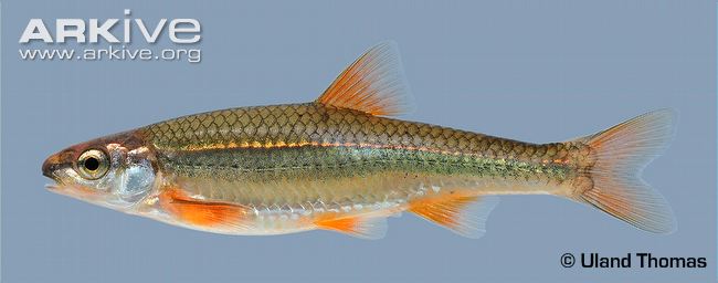 (Notropis) Род НОТРОПИСЫ 92 вида